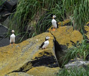 Preview wallpaper horned puffin, birds, wildlife, stones