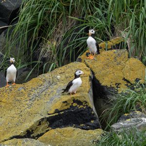 Preview wallpaper horned puffin, birds, wildlife, stones