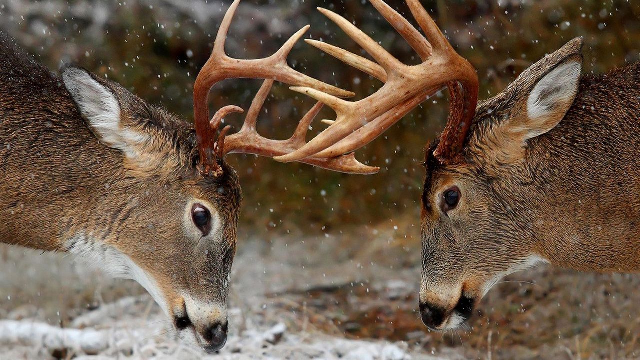 Wallpaper horns, forest, winter, deer