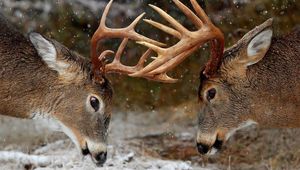 Preview wallpaper horns, forest, winter, deer