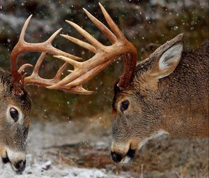 Preview wallpaper horns, forest, winter, deer