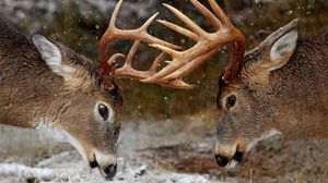 Preview wallpaper horns, forest, winter, deer