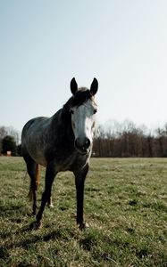 Preview wallpaper horse, animal, field, grass, wildlife