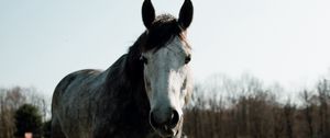 Preview wallpaper horse, animal, field, grass, wildlife