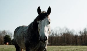 Preview wallpaper horse, animal, field, grass, wildlife