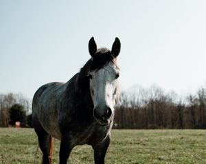 Preview wallpaper horse, animal, field, grass, wildlife