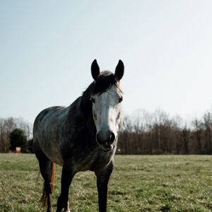 Preview wallpaper horse, animal, field, grass, wildlife