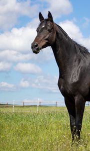 Preview wallpaper horse, animal, field, grass