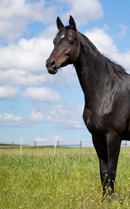 Preview wallpaper horse, animal, field, grass