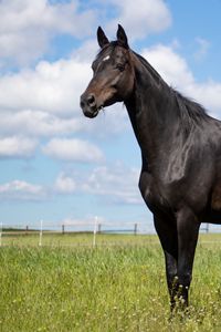 Preview wallpaper horse, animal, field, grass