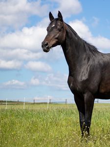 Preview wallpaper horse, animal, field, grass