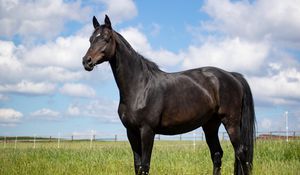 Preview wallpaper horse, animal, field, grass