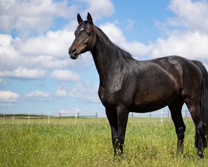 Preview wallpaper horse, animal, field, grass