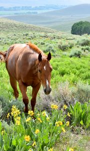 Preview wallpaper horse, animal, flowers, grass, wildlife