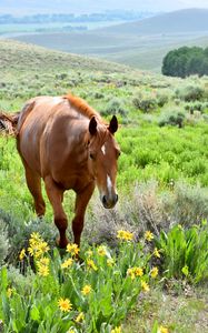 Preview wallpaper horse, animal, flowers, grass, wildlife
