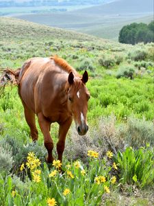 Preview wallpaper horse, animal, flowers, grass, wildlife