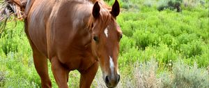 Preview wallpaper horse, animal, flowers, grass, wildlife