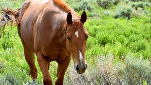 Preview wallpaper horse, animal, flowers, grass, wildlife