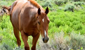 Preview wallpaper horse, animal, flowers, grass, wildlife