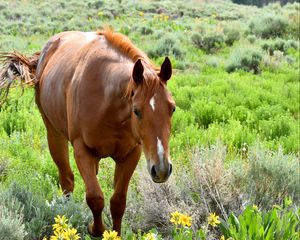 Preview wallpaper horse, animal, flowers, grass, wildlife