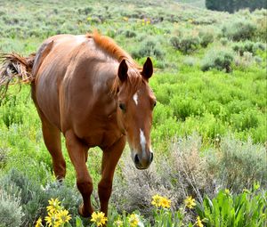 Preview wallpaper horse, animal, flowers, grass, wildlife
