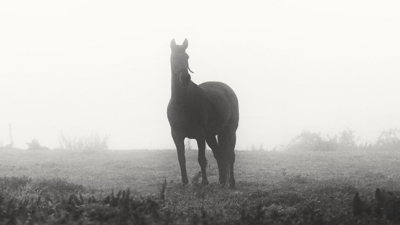 Wallpaper horse, animal, fog, black and white