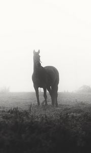 Preview wallpaper horse, animal, fog, black and white