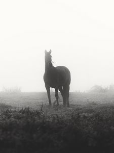 Preview wallpaper horse, animal, fog, black and white