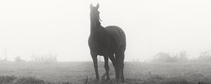 Preview wallpaper horse, animal, fog, black and white