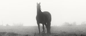 Preview wallpaper horse, animal, fog, black and white