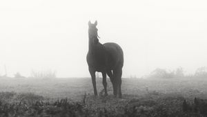 Preview wallpaper horse, animal, fog, black and white