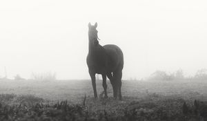 Preview wallpaper horse, animal, fog, black and white