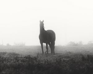 Preview wallpaper horse, animal, fog, black and white