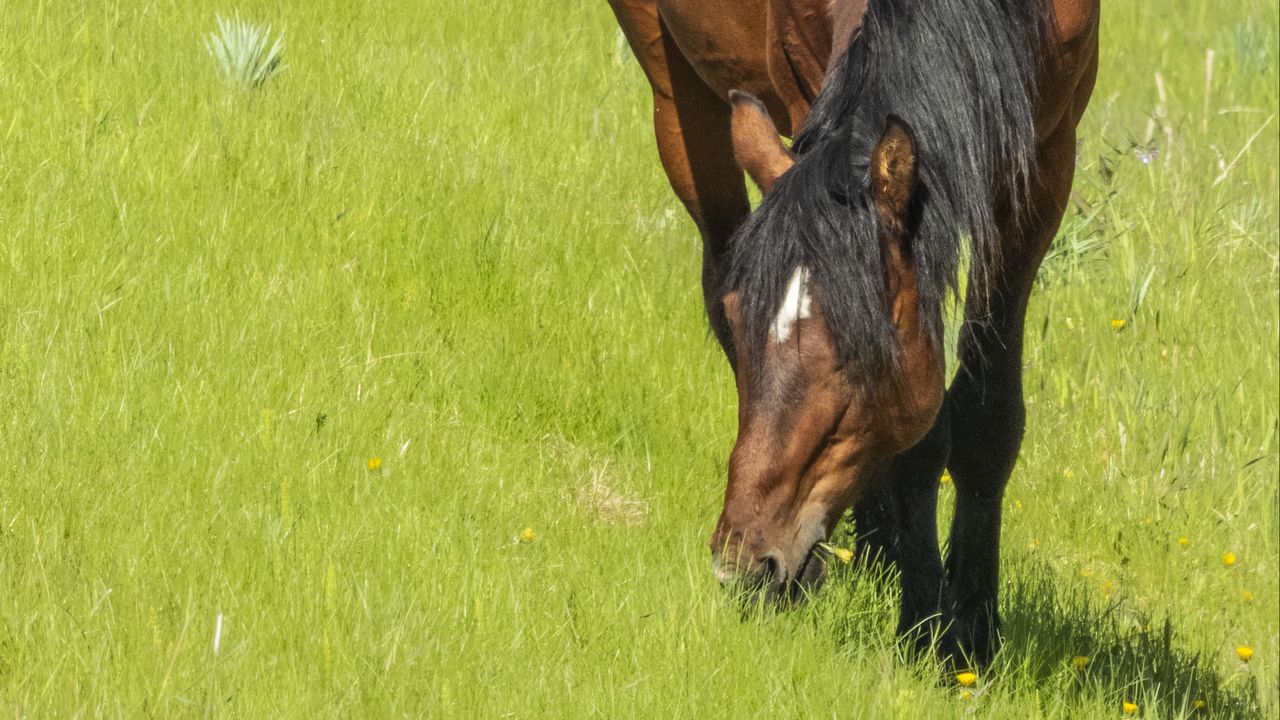 Wallpaper horse, animal, grass, meadow