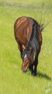 Preview wallpaper horse, animal, grass, meadow