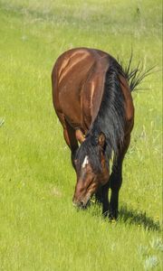 Preview wallpaper horse, animal, grass, meadow