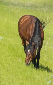 Preview wallpaper horse, animal, grass, meadow