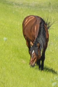 Preview wallpaper horse, animal, grass, meadow