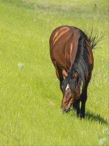 Preview wallpaper horse, animal, grass, meadow