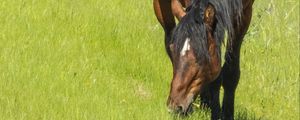 Preview wallpaper horse, animal, grass, meadow