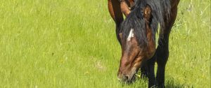 Preview wallpaper horse, animal, grass, meadow