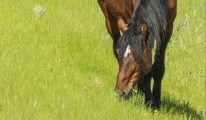 Preview wallpaper horse, animal, grass, meadow