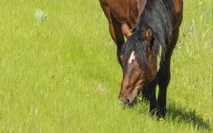 Preview wallpaper horse, animal, grass, meadow