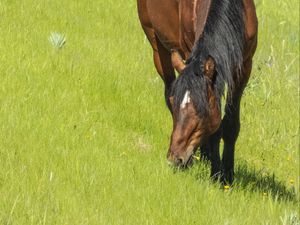 Preview wallpaper horse, animal, grass, meadow