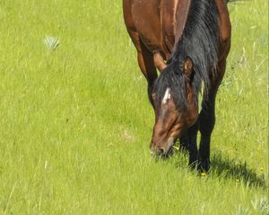 Preview wallpaper horse, animal, grass, meadow