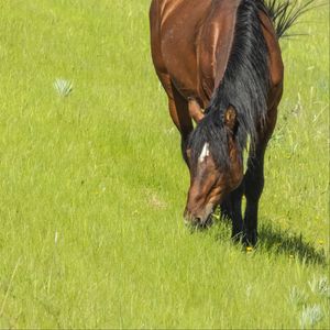 Preview wallpaper horse, animal, grass, meadow