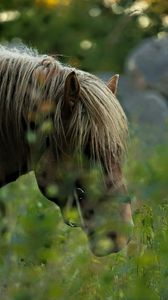 Preview wallpaper horse, animal, grass, blur