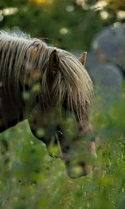 Preview wallpaper horse, animal, grass, blur