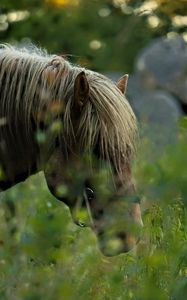 Preview wallpaper horse, animal, grass, blur