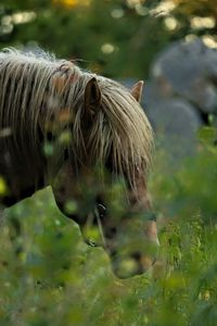 Preview wallpaper horse, animal, grass, blur